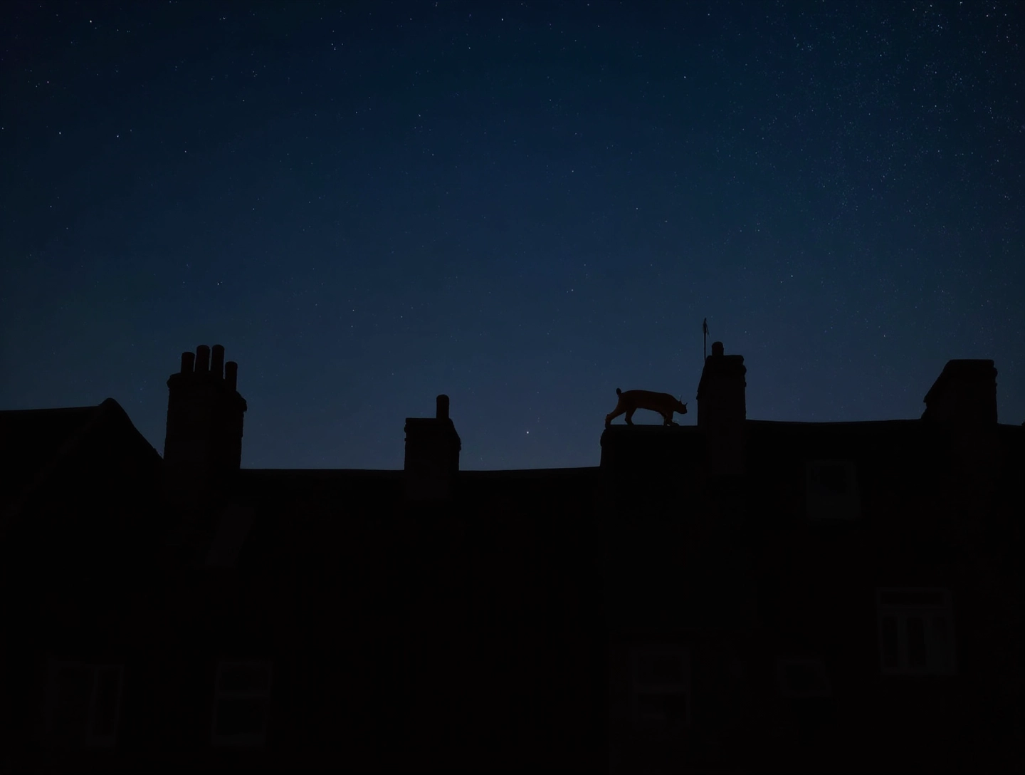 A Soho Lynx on a Rooftop